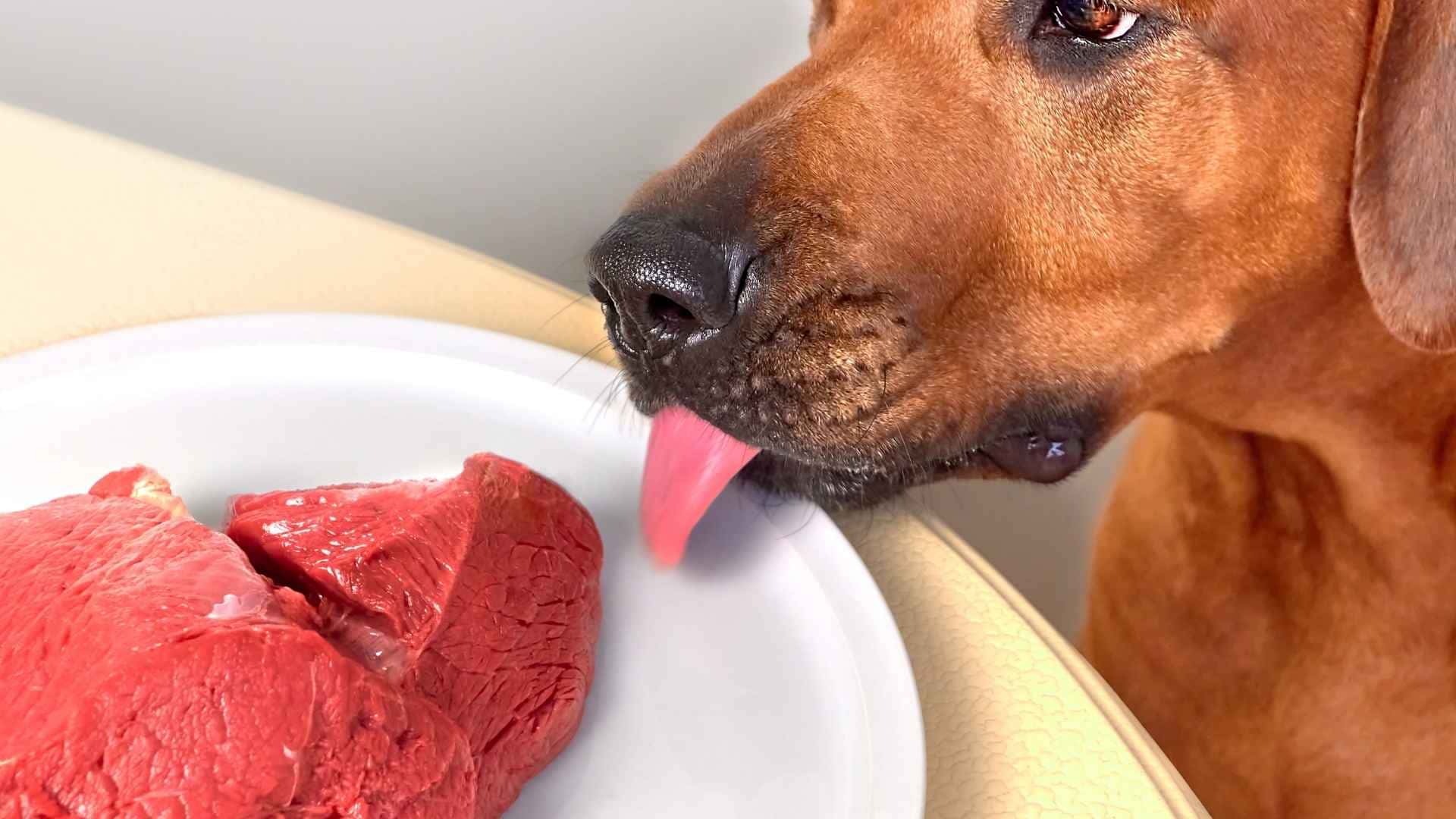Proteinas para perros cantidad